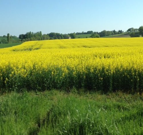 mustard field