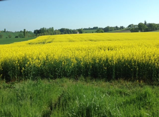 mustard field