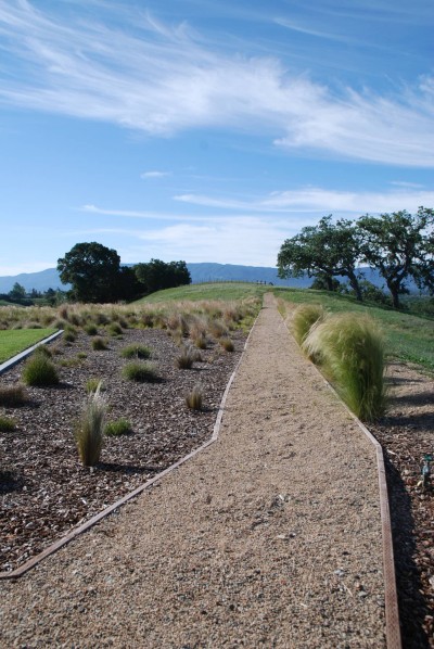 Drought Tolerant Plants in Landscape Design