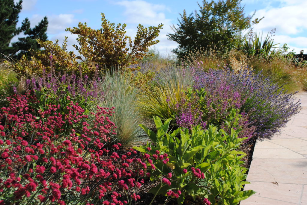 Drought Tolerant Garden Design