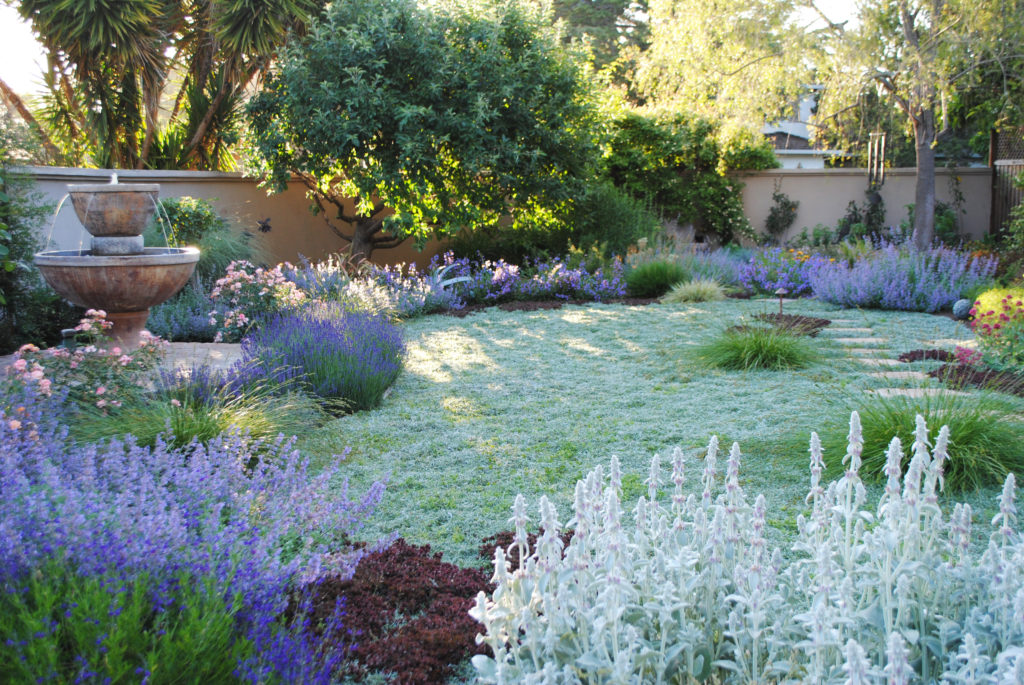 Drought Tolerant plants