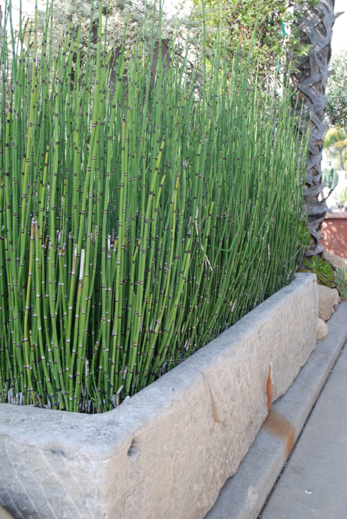 Eye of the Day Garden Design Center|Groundskeeping Brent Peru| container garden converted stone trough