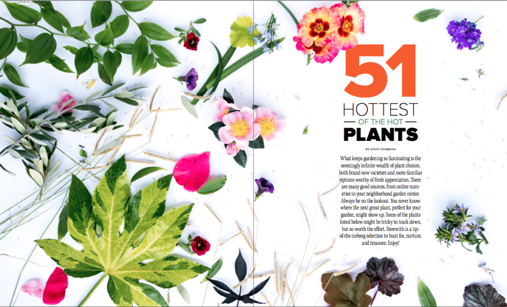 Eye of the Day |Garden Design Magazine| Hottest Plants Preview