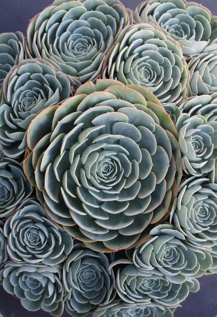 Eye of the Day|Debra Lee Baldwin Succulent| Echeveria imbricata