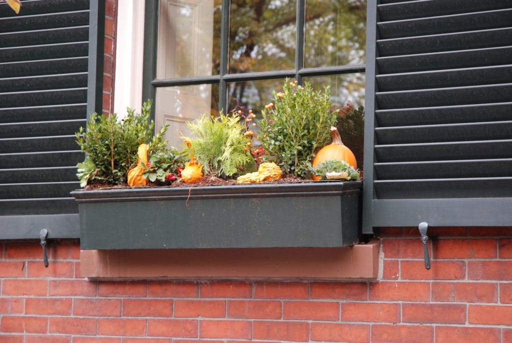 Eye of the Day|Boston Window Box|Travel, garden, design