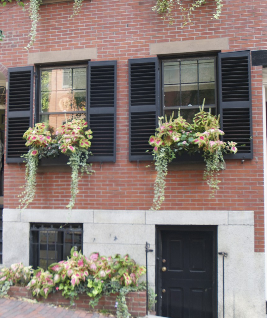 Eye of the Day|Boston Window Box|Travel garden design