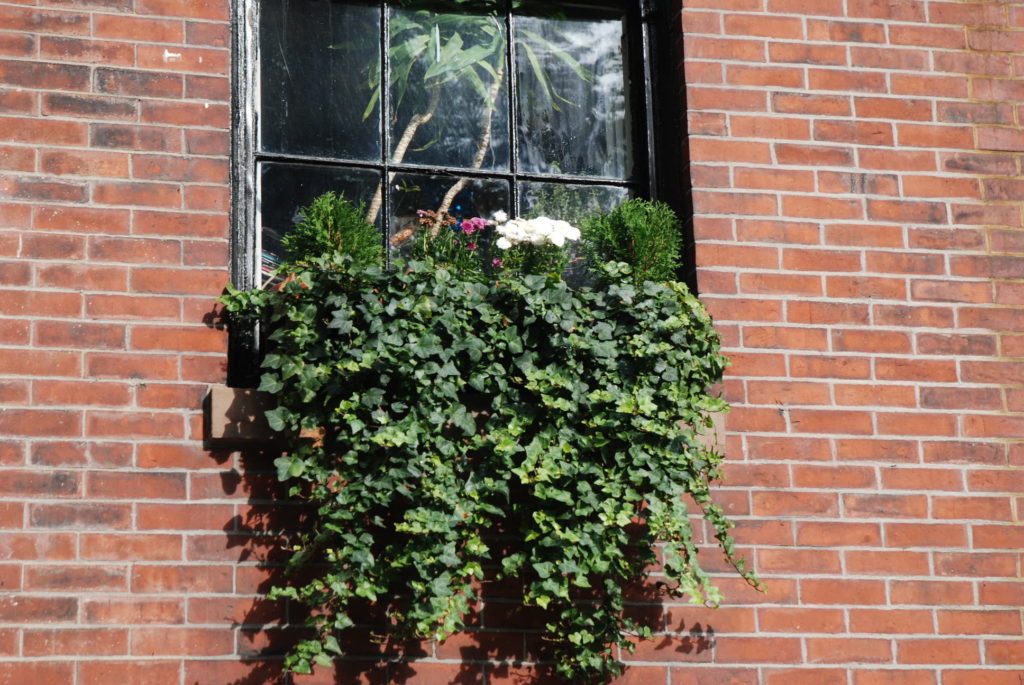 Eye of the Day|Boston Window Box|Travel, garden, design