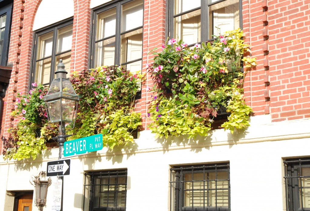 Eye of the Day|Boston Window Box|Travel, garden, design