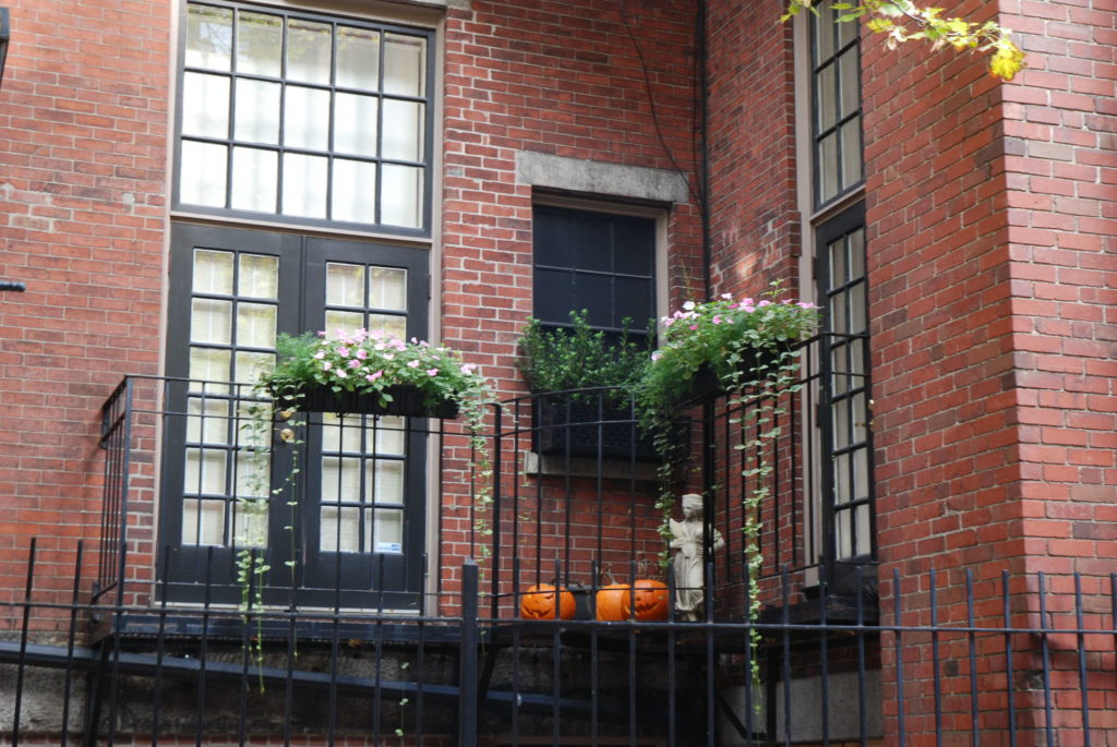 Eye of the Day|Boston Window Box|Travel, garden, design