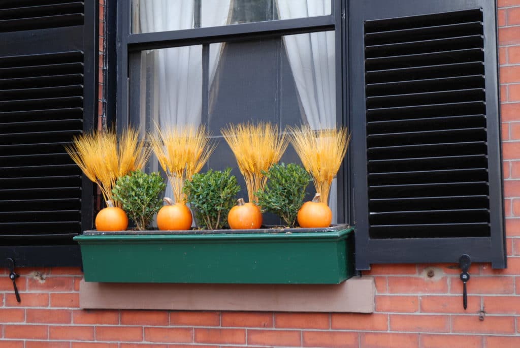 Eye of the Day|Boston Window Box|Travel, garden, design