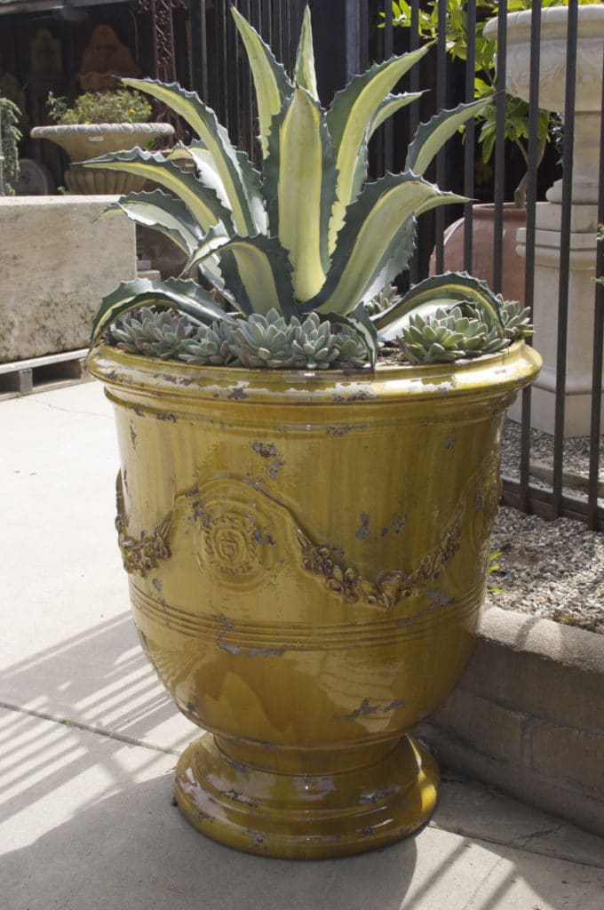 Eye of the Day| Debra Lee Baldwin succulent| Tuxedo agave pot