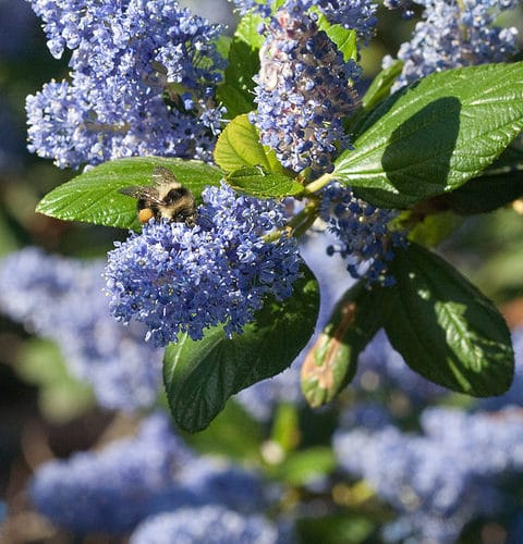 Eye of the Day|Verdure newsletter| wild lilac with bumblebee