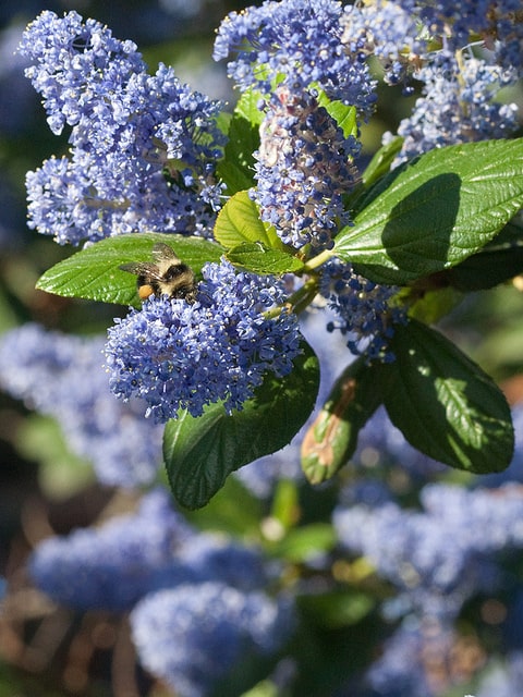 Eye of the Day|Verdure newsletter| wild lilac with bumblebee, drought