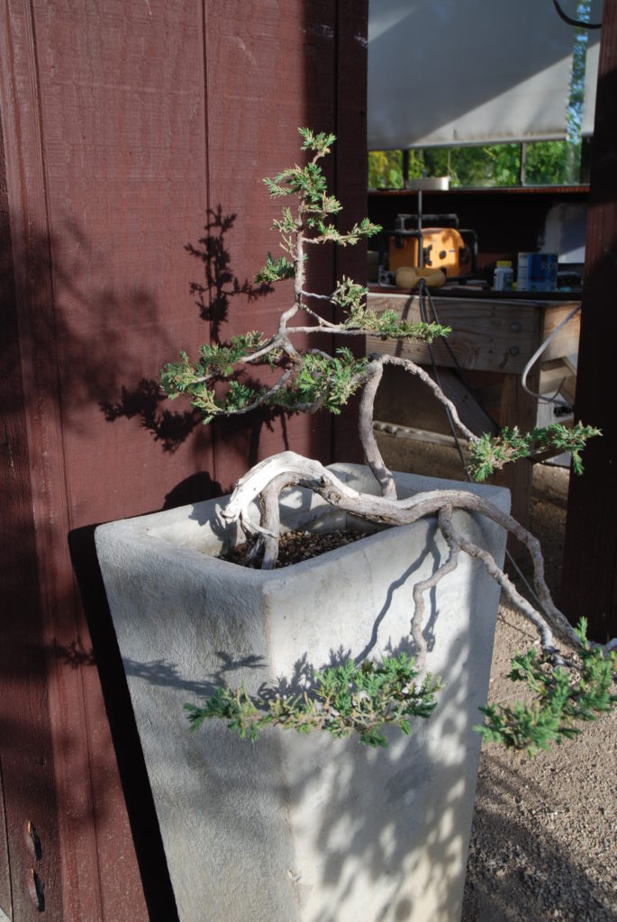 Eye of the Day|musing on design|Joe Kalina bonsai 