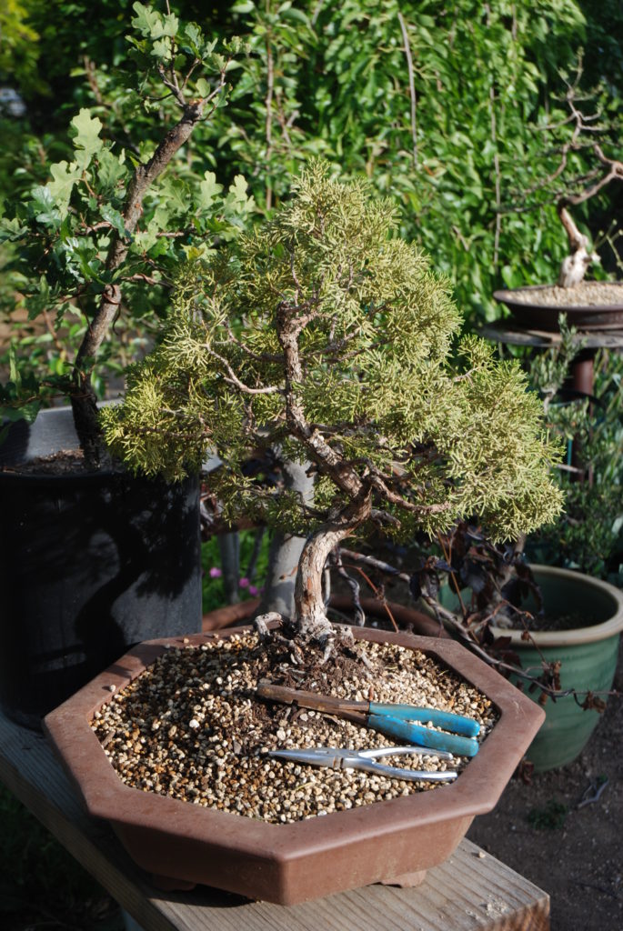 Eye of the Day|musing on design|Joe Kalina bonsai 