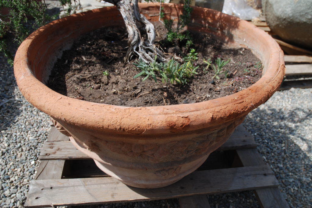 Eye of the Day|aged terracotta