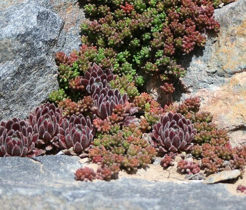 Eye of the Day| succulents rock wall garden |garden