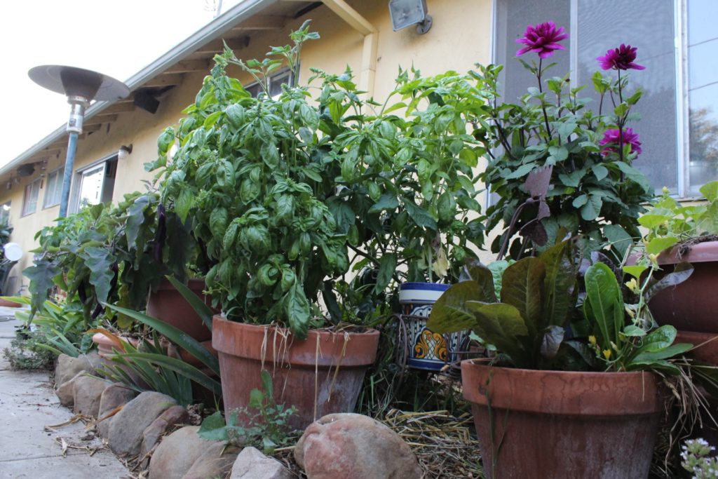 Eye of the Day Garden Design Center|Edible Container Garden| Oscar Carmona