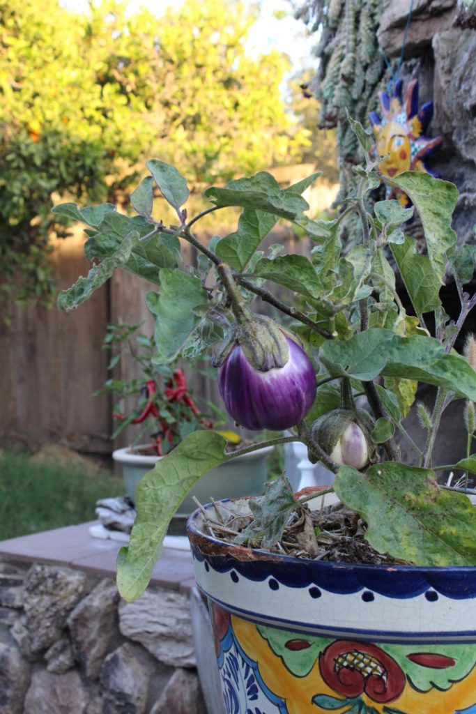 Eye of the Day Garden Design Center|Edible Container Gardening| Oscar Carmona