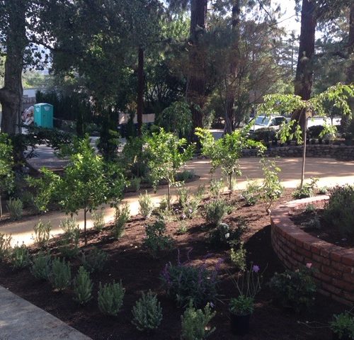 Eye of the Day Garden Design Center|Sally Farnum Before and After garden design|drought