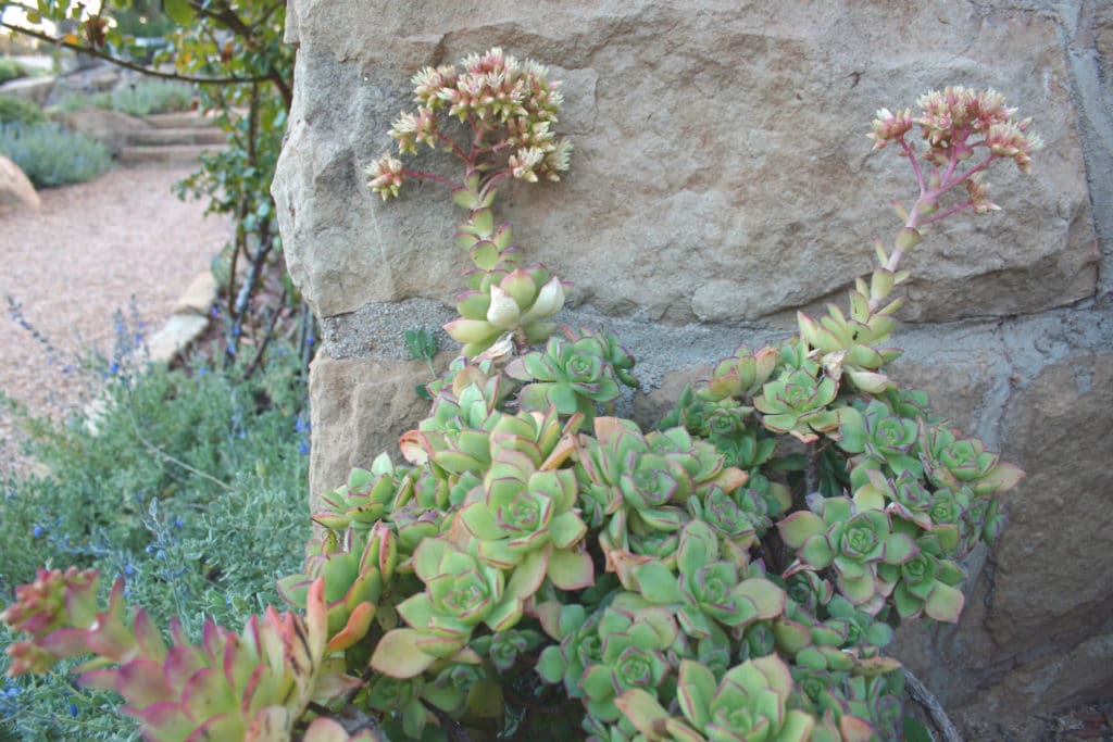 Eye of the Day|Montecito Landscape|Garden Carpinteria Design