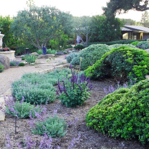 Eye of the Day|Montecito Landscape|Garden Carpinteria Design