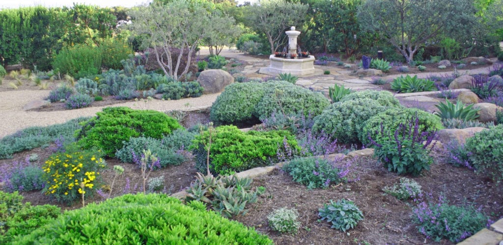 Eye of the Day|Montecito Landscape|Garden Carpinteria Design