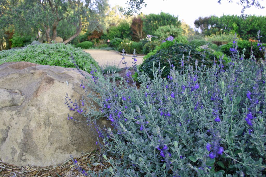 Eye of the Day|Montecito Landscape|Garden Carpinteria Design