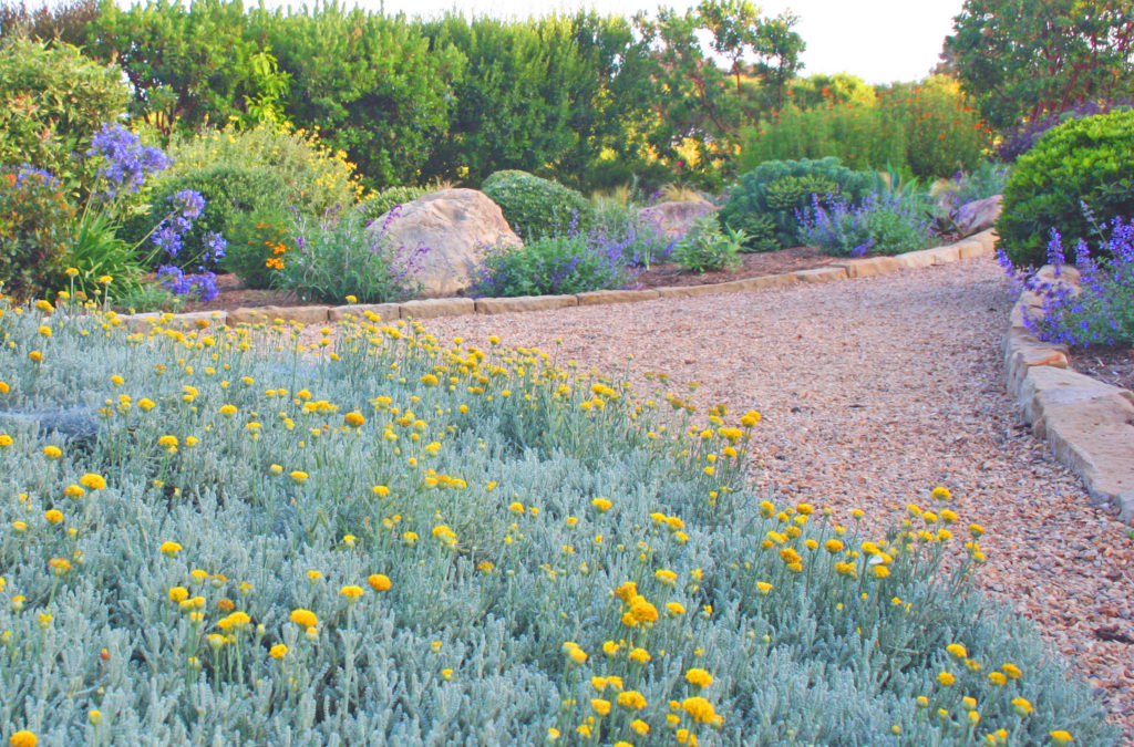 Eye of the Day|Montecito Landscape|Garden Carpinteria Design