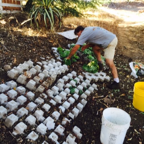 Eye of the Day|Rogue Garden| Container Garden