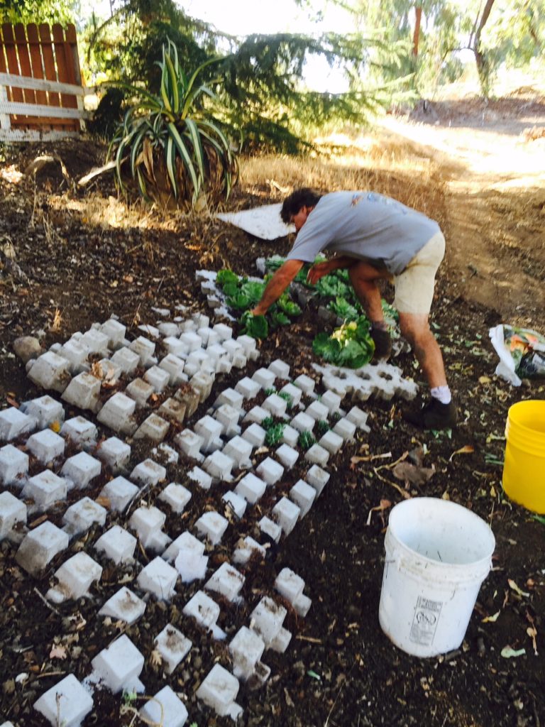 Eye of the Day|Rogue Garden| Container Garden