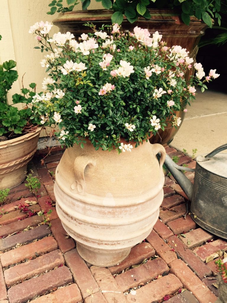 Eye of the Day|Rogue Garden| Container Garden