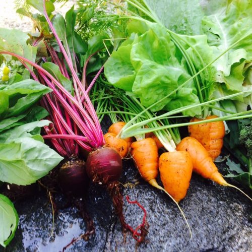 Eye of the Day|Edible Gardening|The Conscious Garden