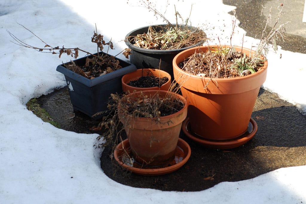 Eye of the Day|How To Winterize Your Terracotta Pots|winterizing