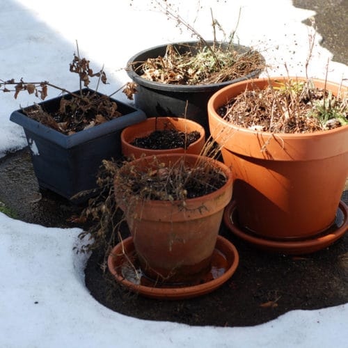 Eye of the Day|How To Winterize Your Terracotta Pots