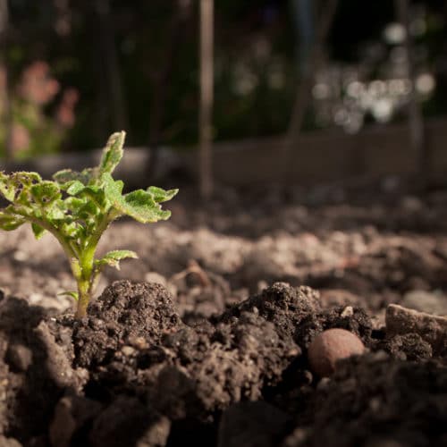 Eye of the Day|Garden Soil|