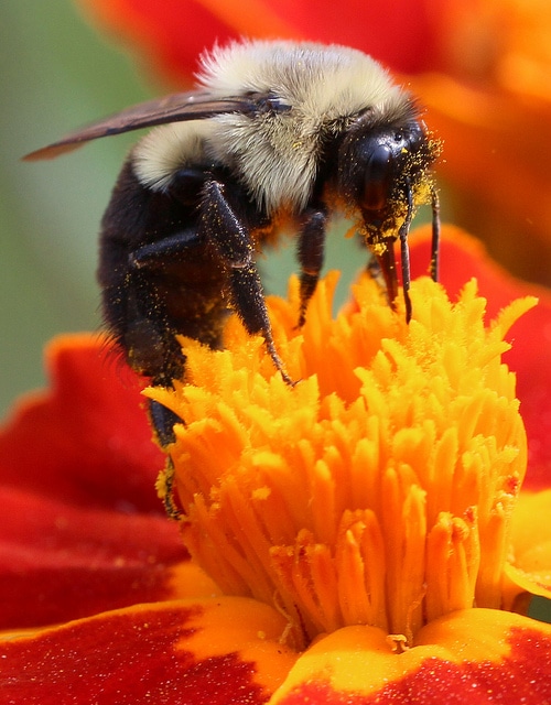 Eye of the Day|Drought Tips|Bee pollen