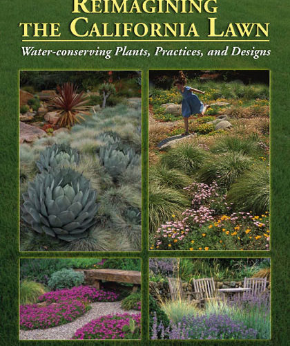 Eye of the Day|Reimagining the California Lawn|drought garden