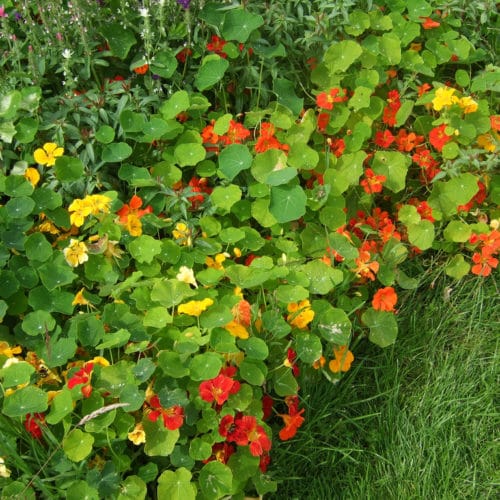 Eye of the Day|Nasturtium garden recipe|