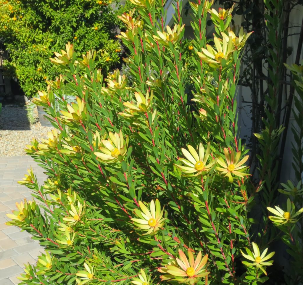 Eye of the Day| California plant recommendations| Leucadendron safari Gold 