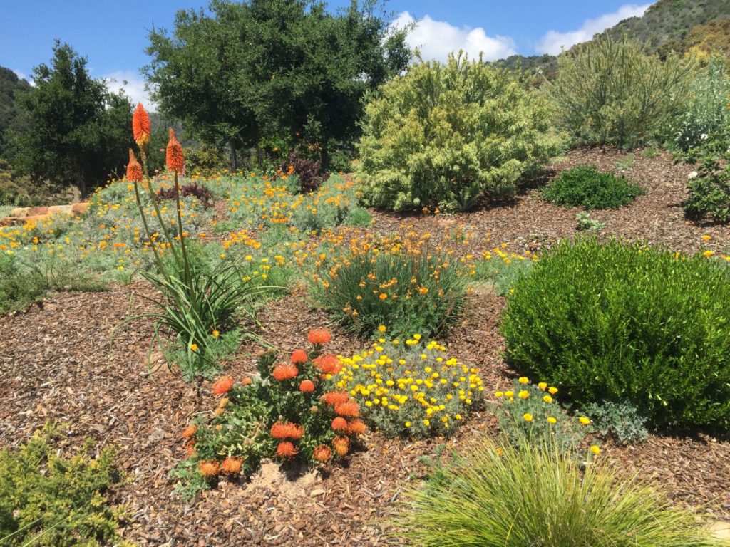 Eye of the Day| California Plant recommendations| Leucospermum