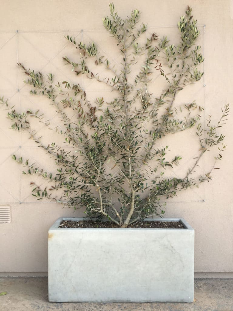 Eye of the Day| Plant recommendations| Olive Tree