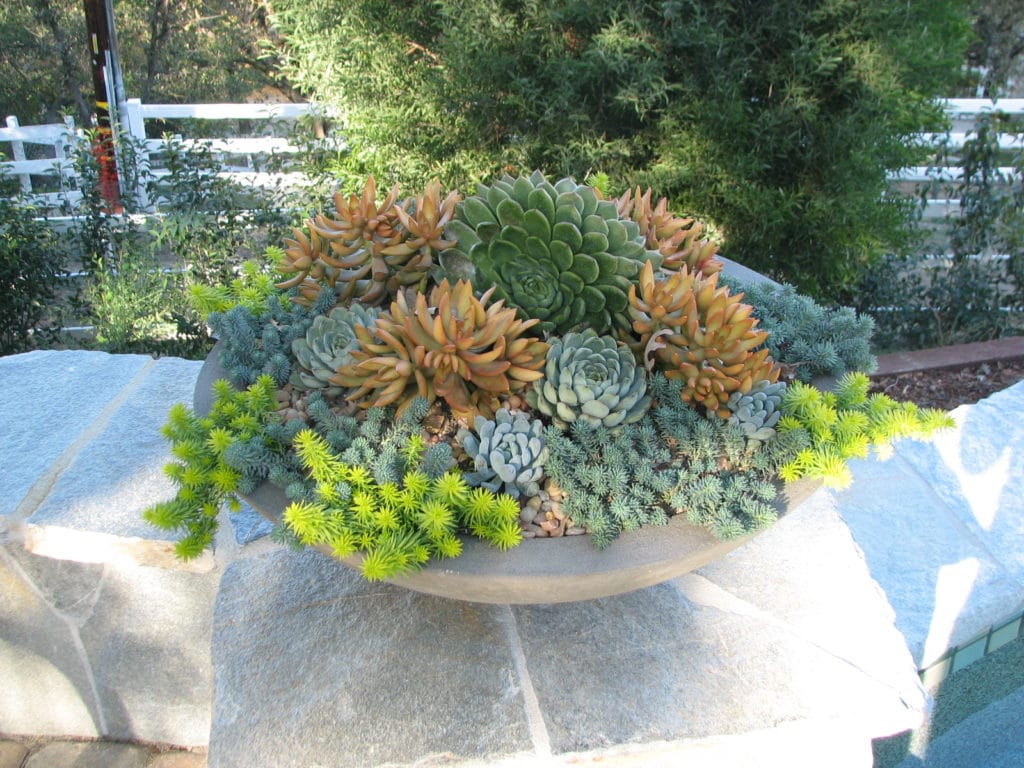 Jennifer Voss|Gardefacts|California Garden Design 
