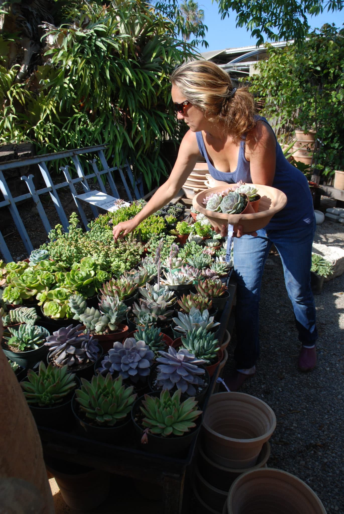 Succulent Fountain