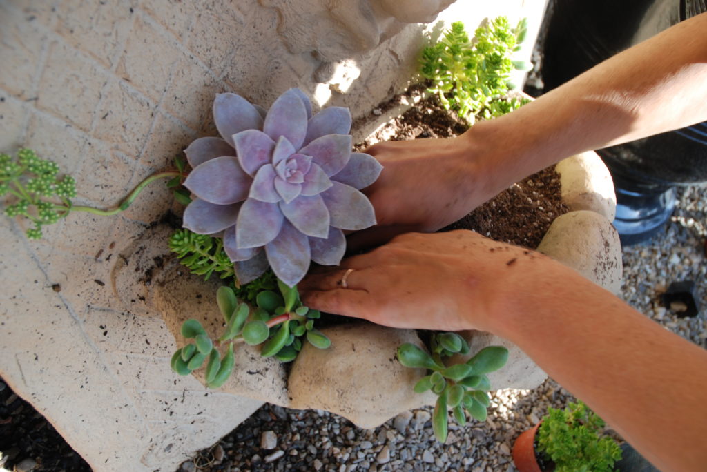 DIY Succulent Fountain Conversion Garden Design