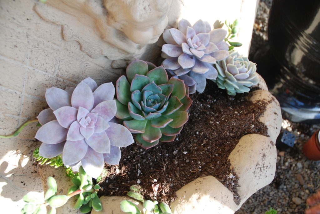 DIY Succulent Fountain Conversion Garden Design