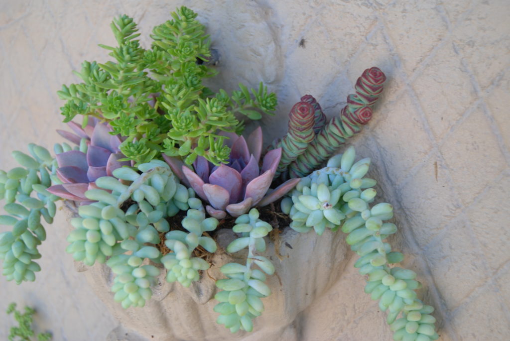 DIY Succulent Fountain Conversion Garden Design