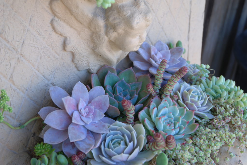 DIY Succulent Fountain Conversion Garden Design