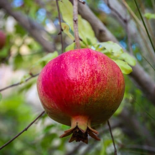 Garden Recipes Pomegranate Relish