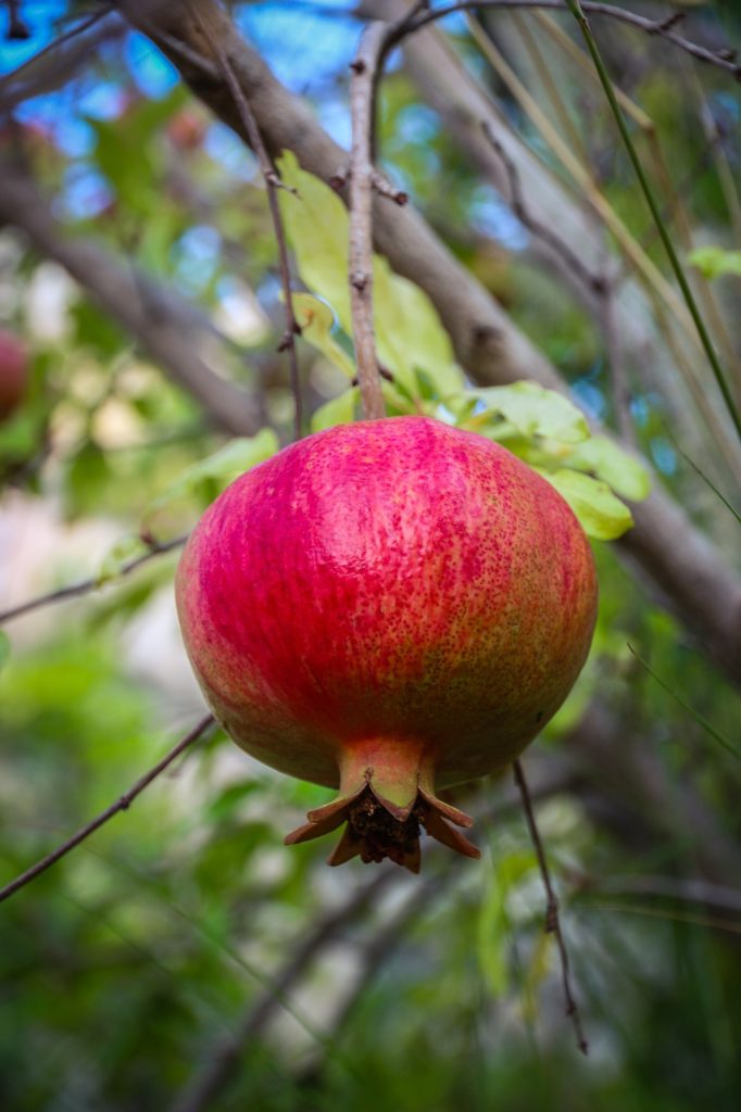 Garden Recipes Pomegranate Relish